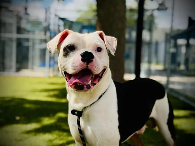 A young large-sized male American Bulldog dog named Panda for adoption in Orlando, FL