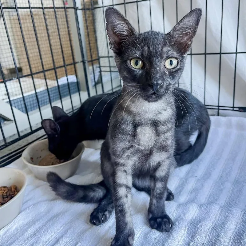 A baby medium-sized male Smoke Egyptian Mau cat named Jett for adoption in Port Richey, FL