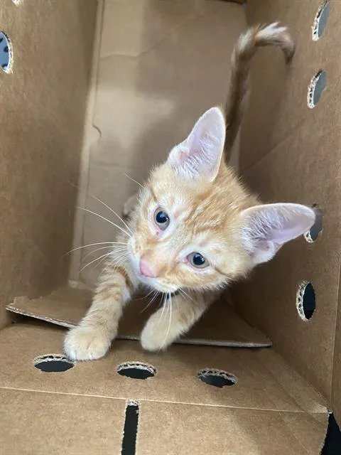 A baby medium-sized female Domestic Short Hair cat named Logan for adoption in Dallas, TX
