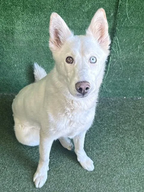 Lulu