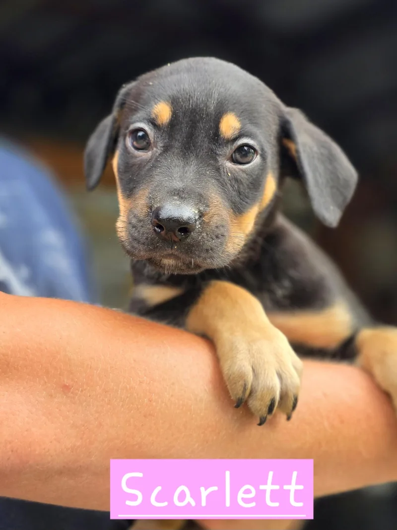 A baby medium-sized female Mixed Breed dog named Scarlett for adoption in Walthill, NE