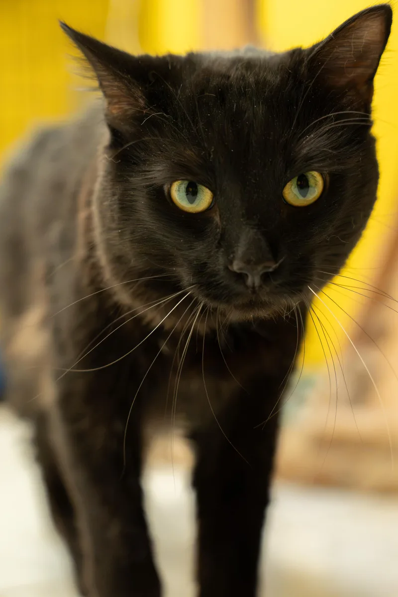 A young medium-sized male Black Domestic Short Hair cat named Toothless for adoption in Owensboro, KY