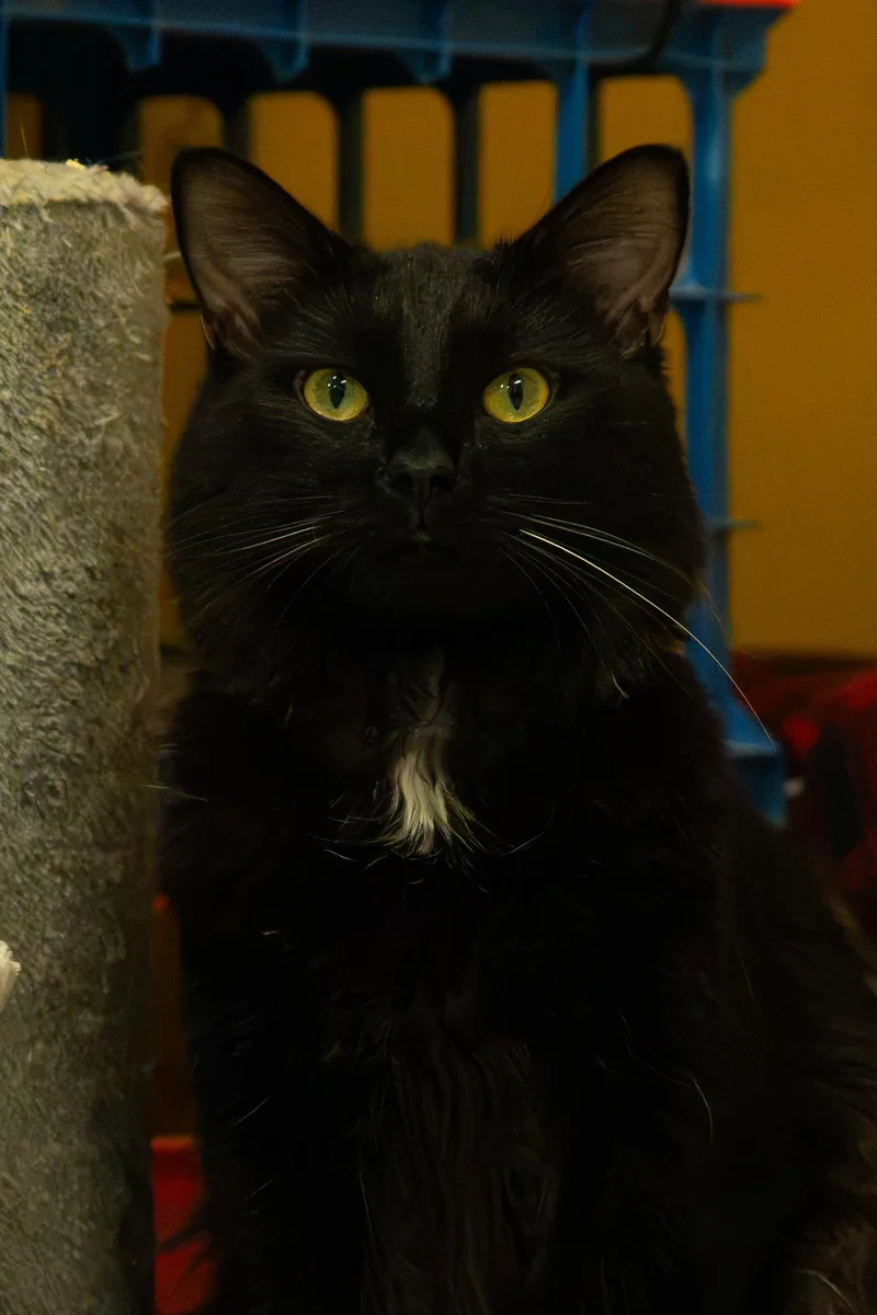 Toothless thumbnail 5