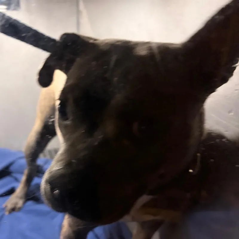 Madame Chalupa thumbnail 2