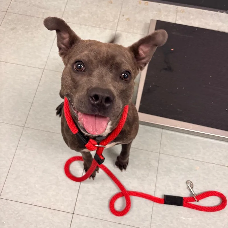 Madame Chalupa thumbnail 3