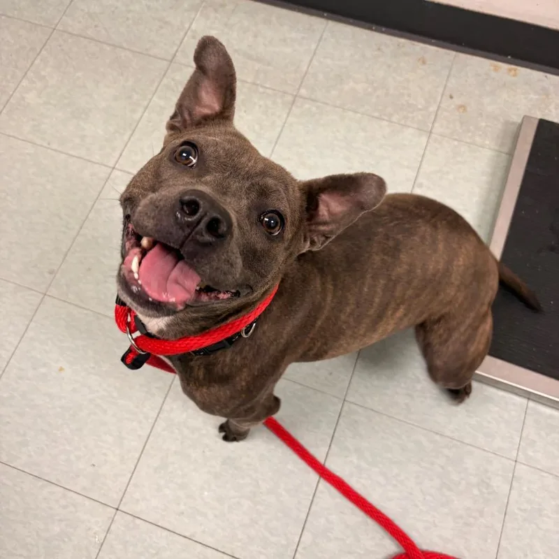 Madame Chalupa thumbnail 4