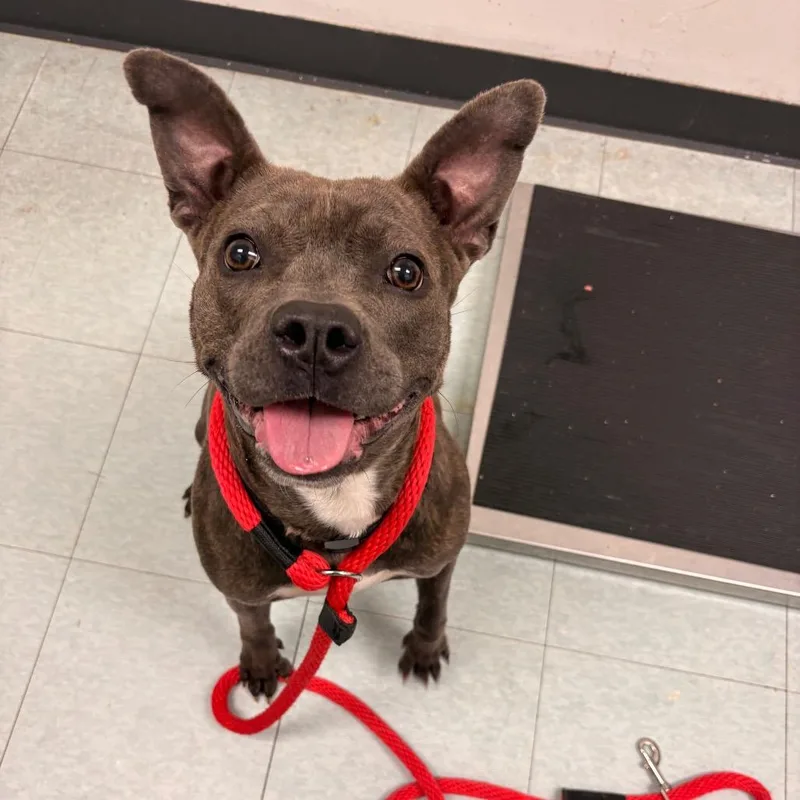 Madame Chalupa thumbnail 5