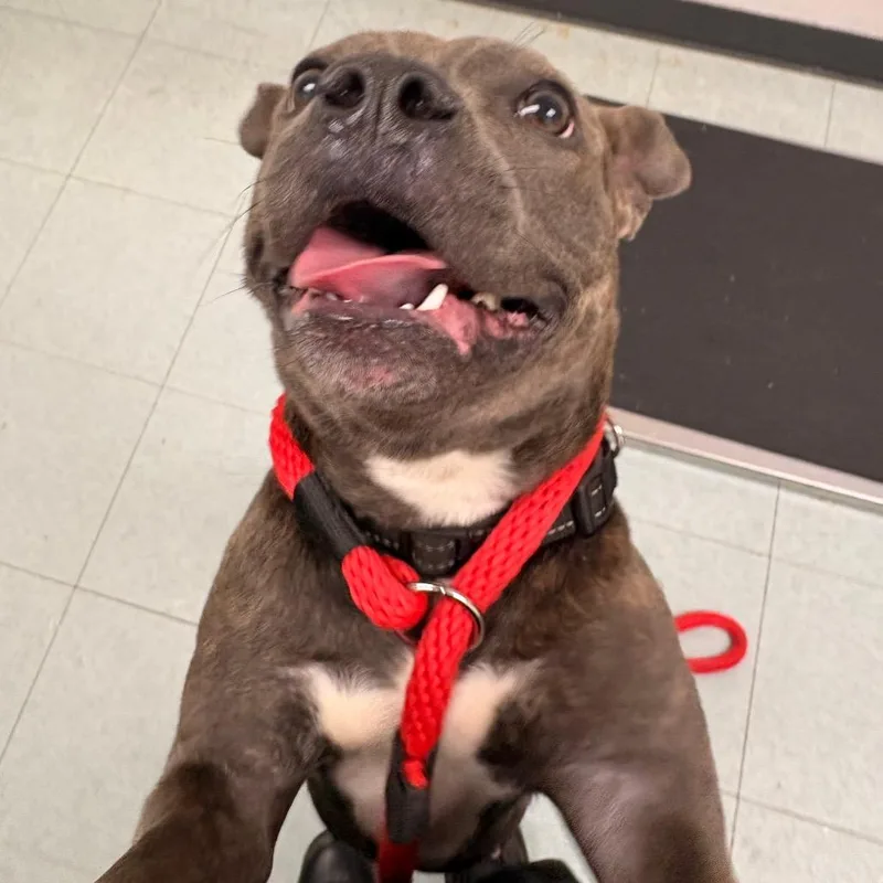 Madame Chalupa thumbnail 6