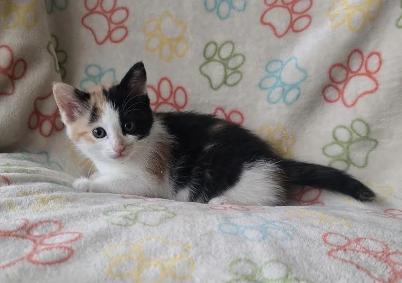 Tiramisu thumbnail 3