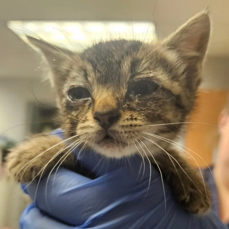 A baby small-sized male Brown / Chocolate Domestic Short Hair cat named Reebok for adoption in Birdsboro, PA