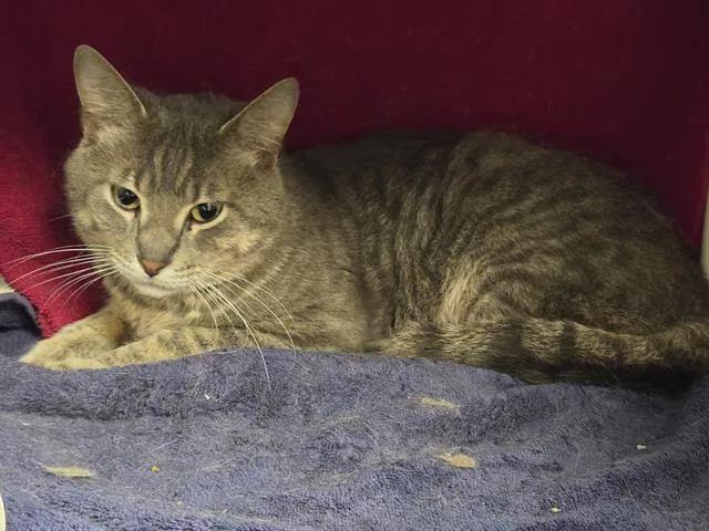 A young medium-sized male Domestic Short Hair cat named Rocky for adoption in Omaha, NE