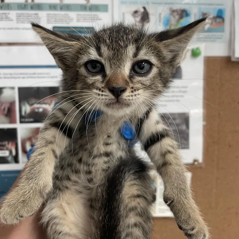 A baby small-sized female Brown / Chocolate Domestic Short Hair cat named Penelope for adoption in Edinburg, TX