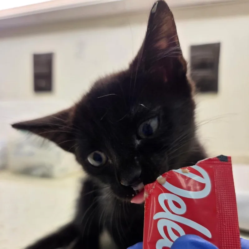 A baby small-sized female Black Domestic Short Hair cat named Marnie for adoption in Auburn, AL