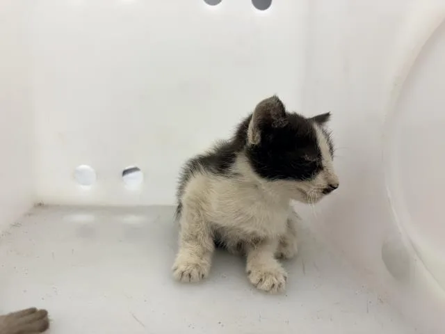 A baby small-sized female Domestic Short Hair cat named A for adoption in Visalia, CA
