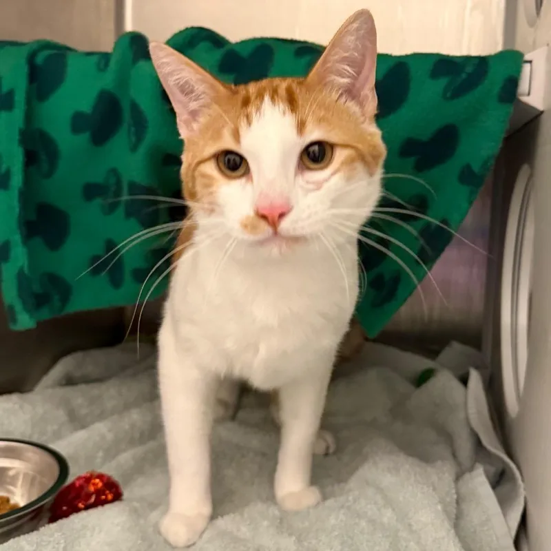 An adult large-sized male Orange / Red Domestic Short Hair cat named Toby for adoption in Council Bluffs, IA