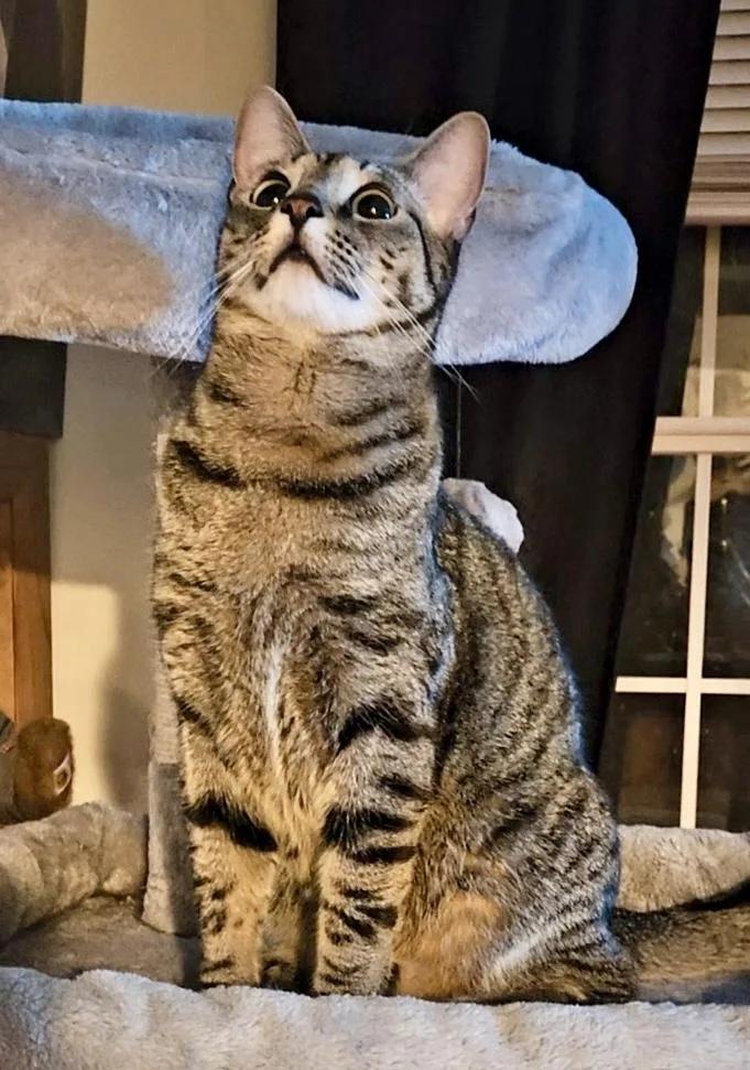 An adult medium-sized male Tabby (Brown / Chocolate) Domestic Short Hair cat named Ingo for adoption in Seven Valleys, PA