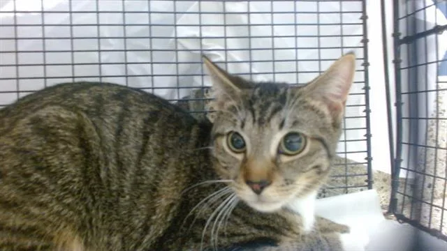 A young small-sized male Domestic Short Hair cat named Jarred for adoption in Miami, FL