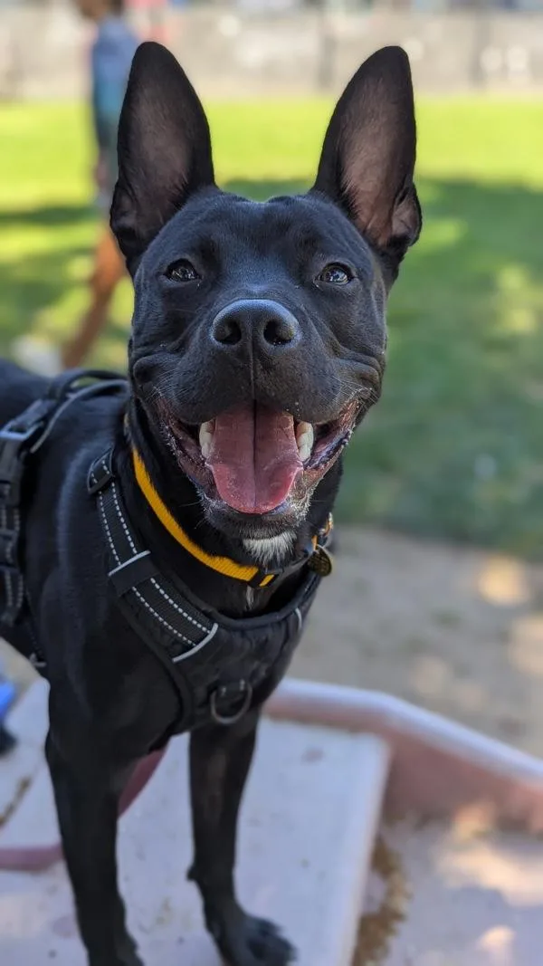 A young large-sized male Pit Bull Terrier dog named Jett for adoption in Oakland, CA