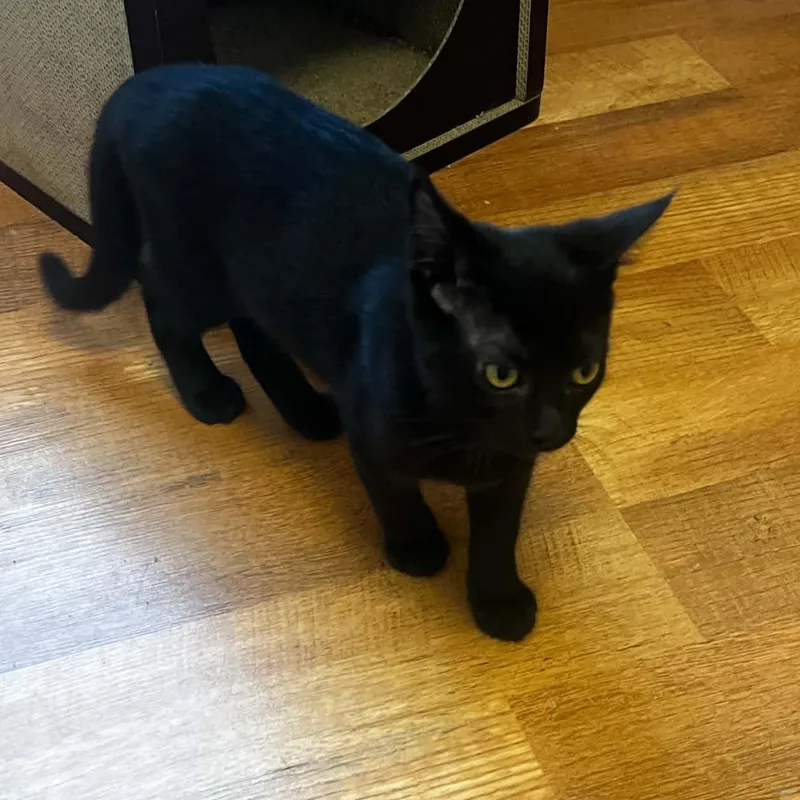 A baby medium-sized female Black Domestic Short Hair cat named Ash for adoption in Sewell, NJ