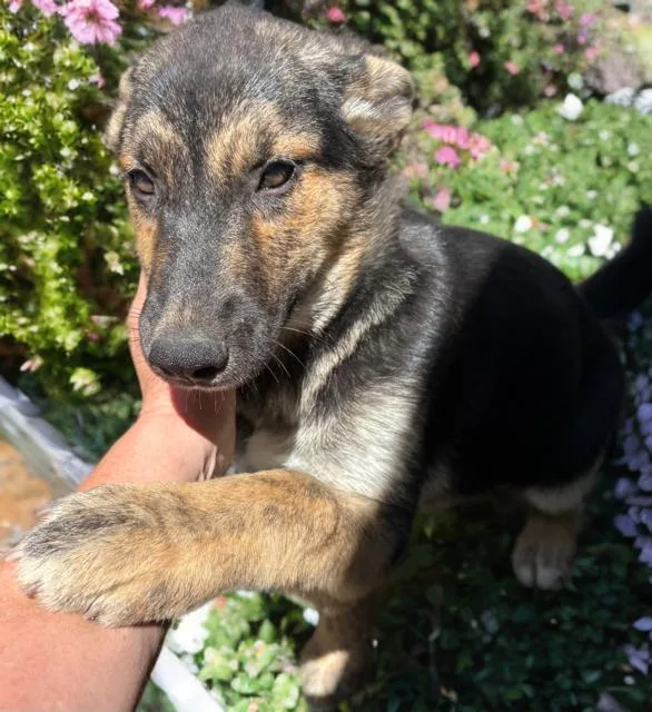 A baby medium-sized female Brindle Dutch Shepherd dog named Sugar Honey Ice Tea for adoption in Long Beach, CA