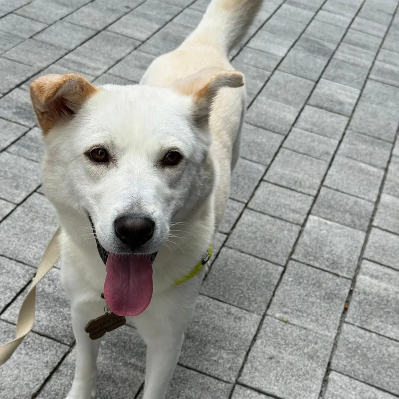 A young medium-sized female Jindo dog named Somang for adoption in DANVERS, MA