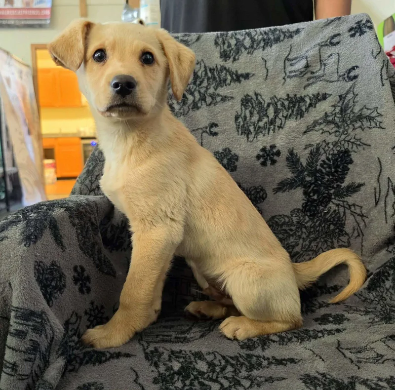 A baby large-sized male Labrador Retriever dog named Spark for adoption in Anchorage, AK