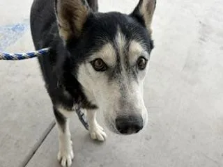 An adult extra large-sized male Husky dog named Justin for adoption in Bakersfield, CA