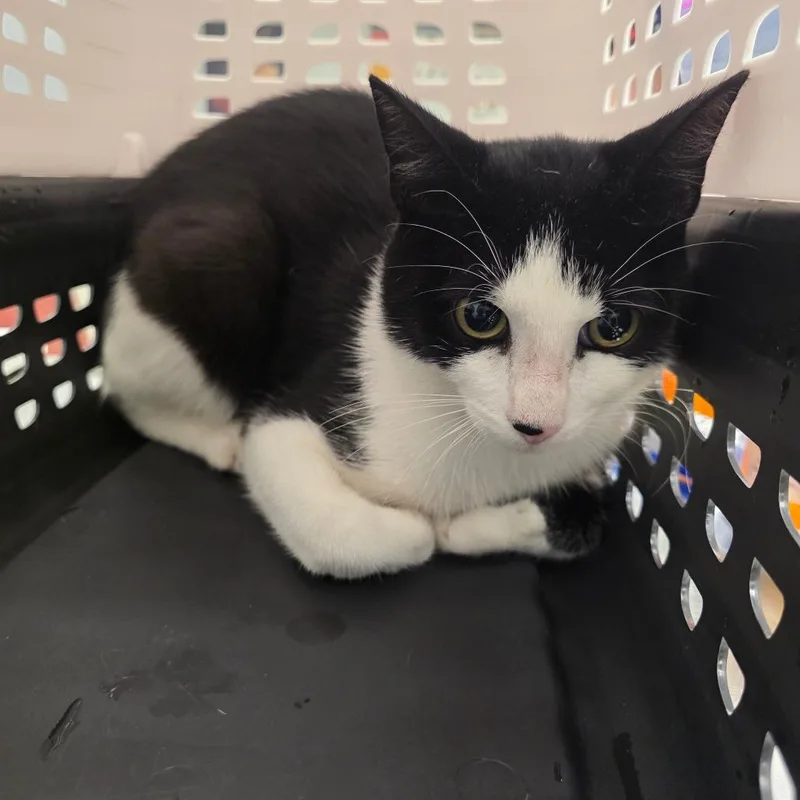 A young medium-sized male Black Domestic Short Hair cat named Tucker for adoption in Chattanooga, TN