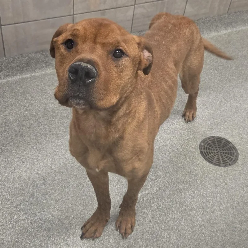 An adult medium-sized male Brown / Chocolate Mixed Breed dog named Jebsen for adoption in Hinsdale, IL