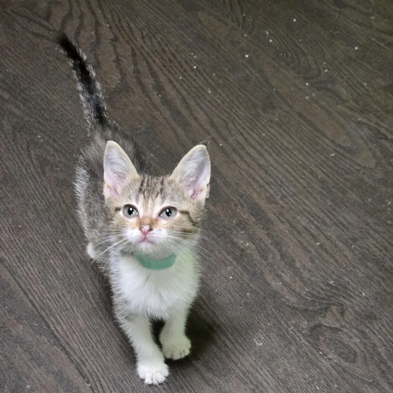 A baby small-sized female Brown / Chocolate Domestic Short Hair cat named Lanna for adoption in San Antonio, TX