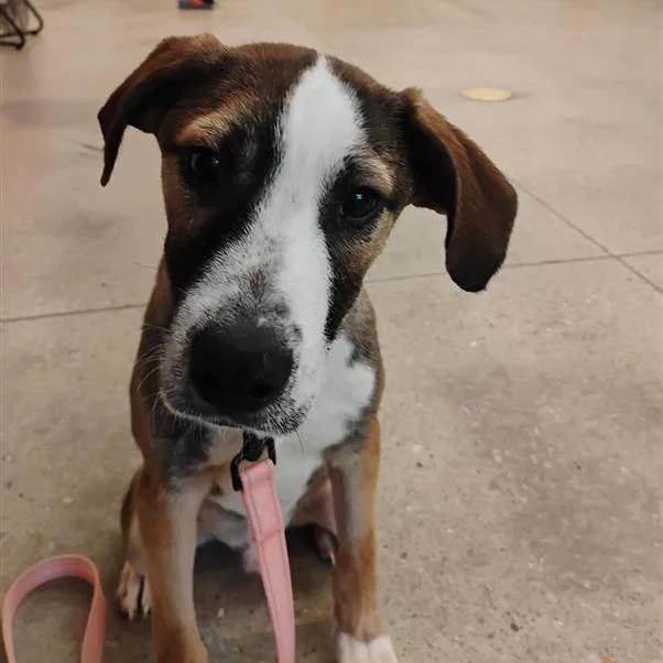 A baby medium-sized male Black Mixed Breed dog named Copper for adoption in Bentonville, AR
