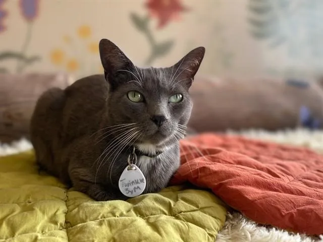 An adult small-sized male Domestic Short Hair cat named Twinkle for adoption in Fort Wayne, IN