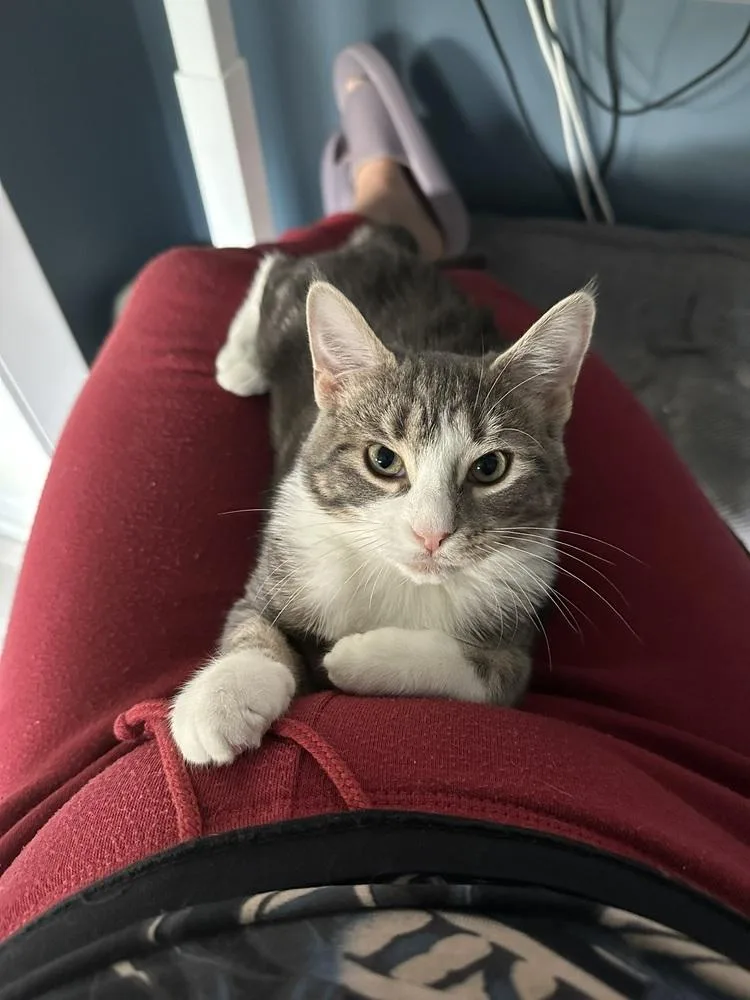 A young medium-sized female Gray & White Domestic Short Hair cat named Gretel for adoption in New York, NY