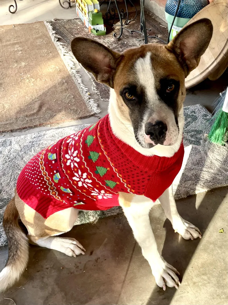 An adult large-sized male Cardigan Welsh Corgi dog named Corky for adoption in Tucson, AZ