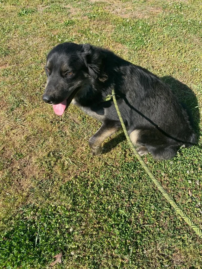 A young medium-sized male Mixed Breed dog named Remy for adoption in Cartersville , GA
