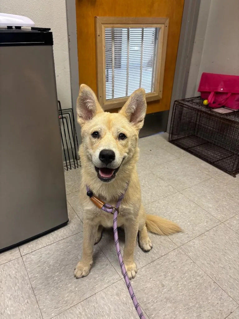A baby medium-sized female Shepherd dog named D for adoption in Sorrento, LA