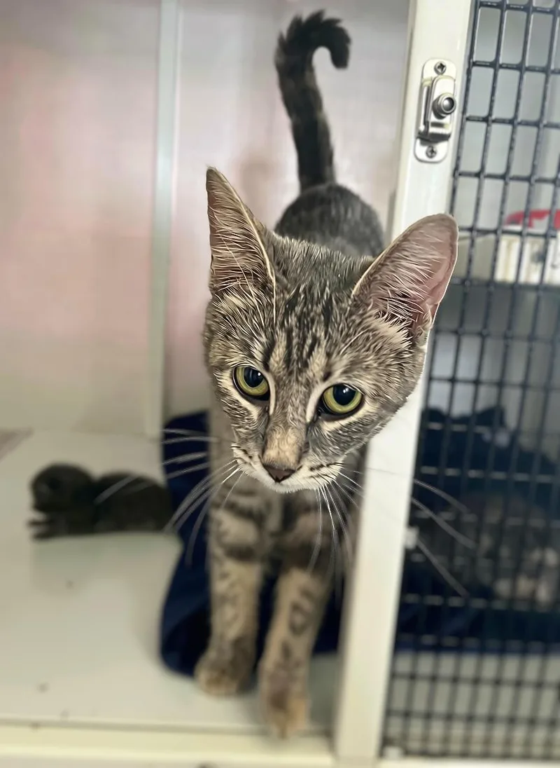 An adult medium-sized female Tabby (Gray / Blue / Silver) Domestic Short Hair cat named Nani for adoption in Seville, OH