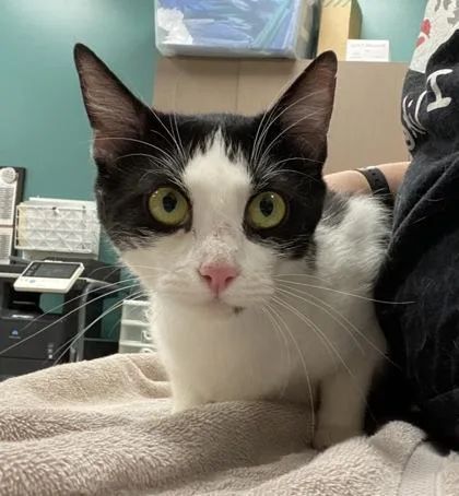A young small-sized female Domestic Short Hair cat named Millie Bobby Brown for adoption in Fishers, IN