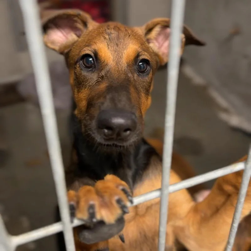 A baby medium-sized female Brown / Chocolate Shepherd dog named Cookie A for adoption in Mission Hills, CA