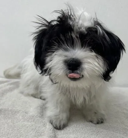 A young small-sized female Shih Tzu dog named Lola for adoption in Phoenix, AZ