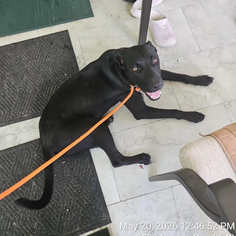 A young medium-sized male Black Mixed Breed dog named Baby for adoption in Lake Panasoffkee, FL