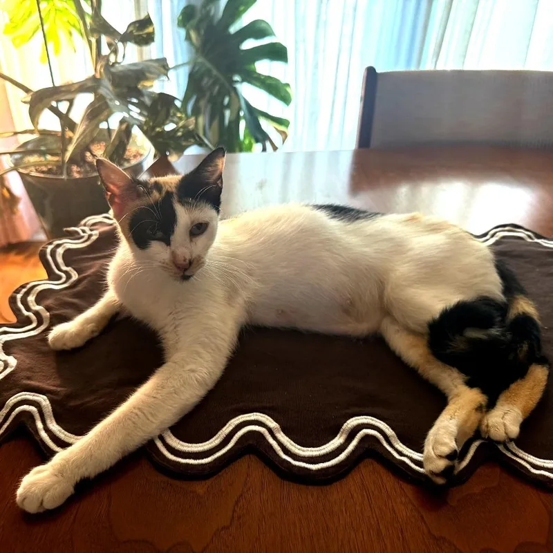 An adult medium-sized female Orange / Red Domestic Short Hair cat named Cali for adoption in Austin, TX