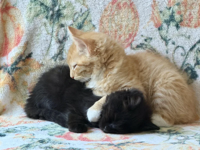A baby medium-sized male Black Domestic Medium Hair cat named Onyx for adoption in Gilroy, CA