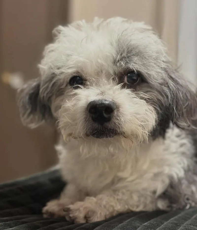A senior small-sized male Shih Tzu dog named Gimli for adoption in Pasadena, CA