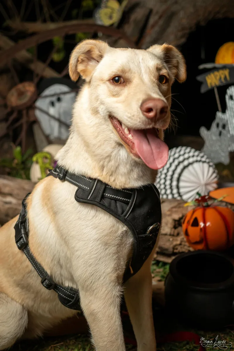 A young medium-sized male Apricot / Beige Labrador Retriever dog named Polar Bear for adoption in Dallas, TX