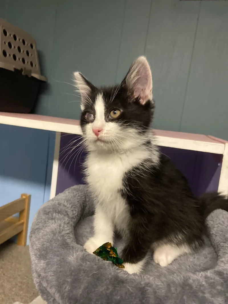 A baby medium-sized male Black & White / Tuxedo Domestic Short Hair cat named Groot for adoption in Toledo, OH