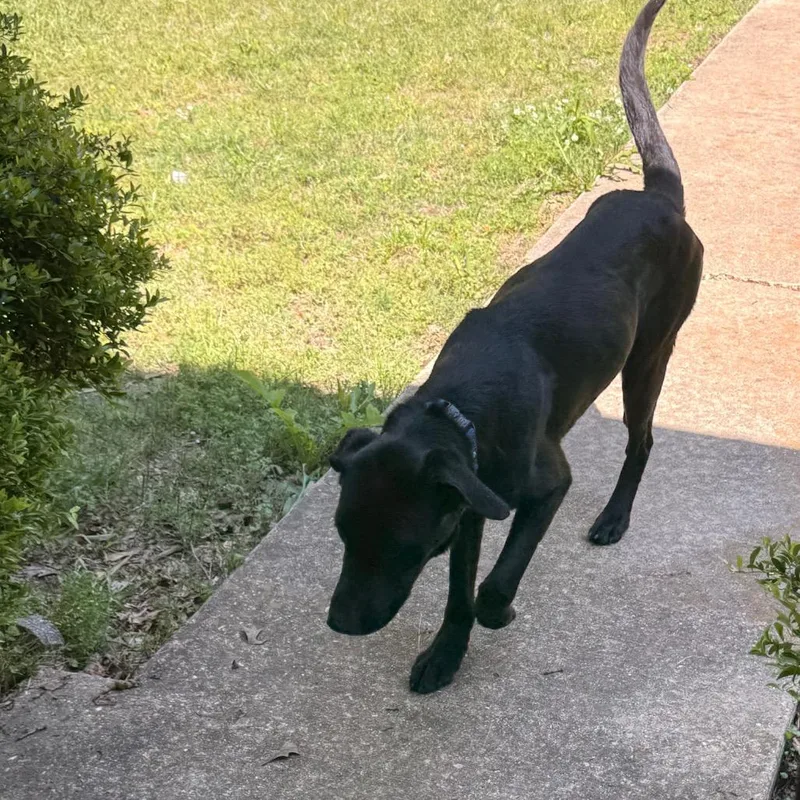 Wesson