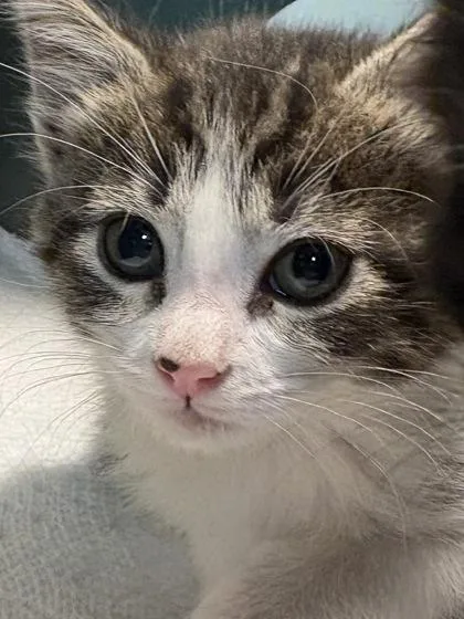 A baby medium-sized female Domestic Short Hair cat named Katie for adoption in Picayune, MS
