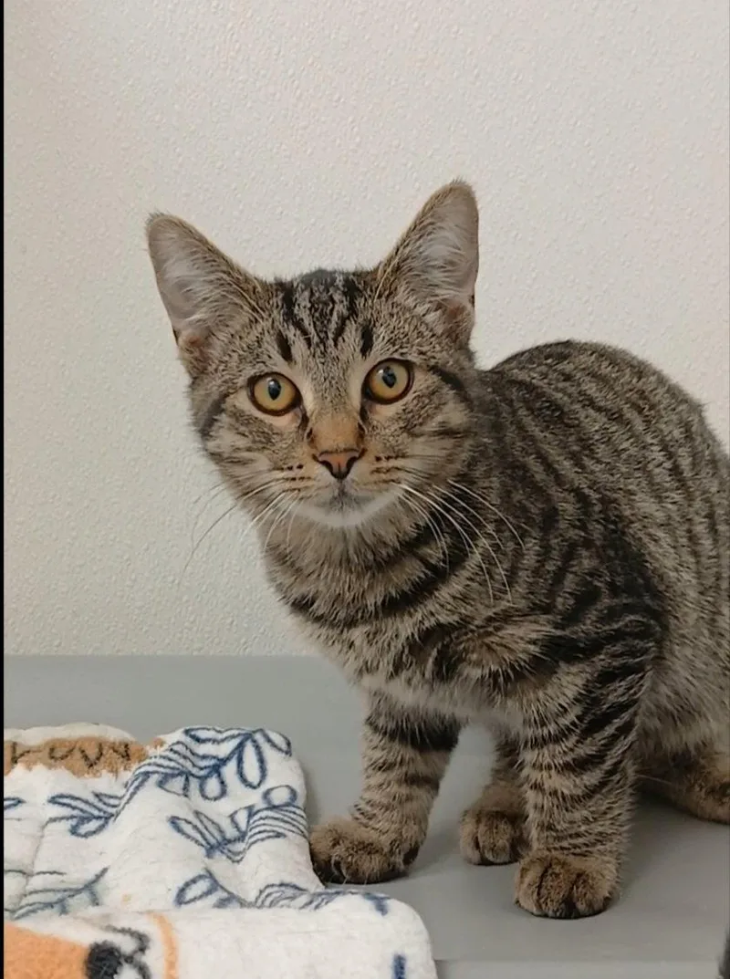 A baby medium-sized male Tabby cat named Albert for adoption in Bay City, MI
