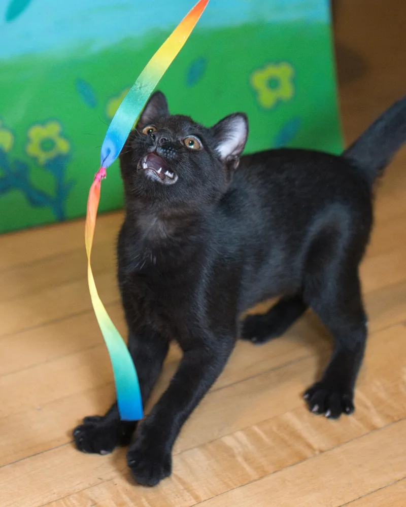 A baby small-sized male Black Domestic Short Hair cat named Reid for adoption in Milwaukee, WI